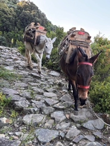 two donkeys walking on stone path